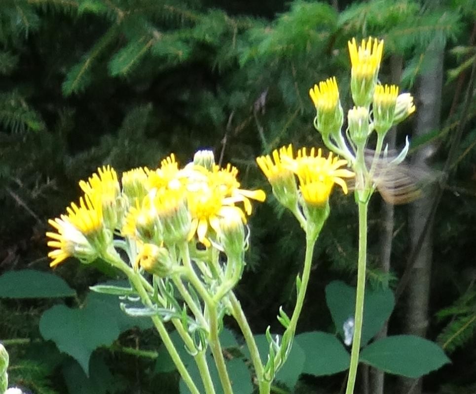 Blüten