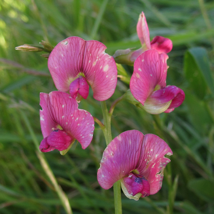 lathyrus_2024-07-04 (4).jpg