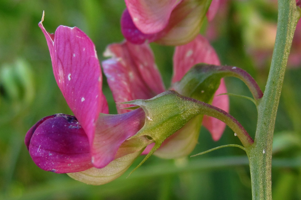 lathyrus_2024-07-04 (5).jpg