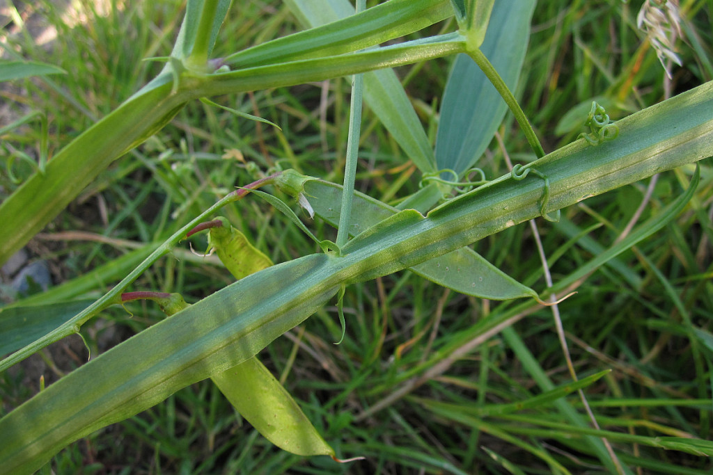lathyrus_2024-07-04 (7).jpg