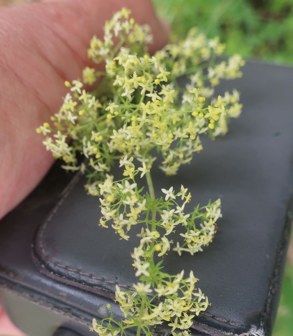 Galium 1_2024-07-05.jpg