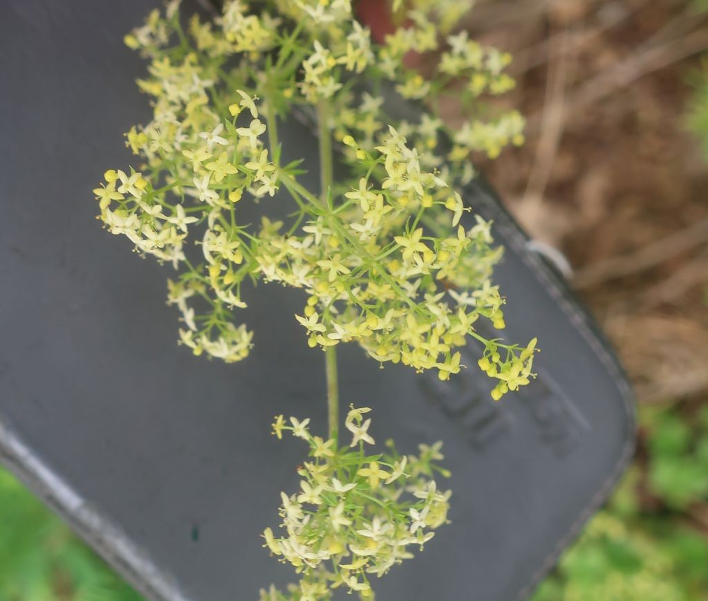 Galium 2_2024-07-05.jpg