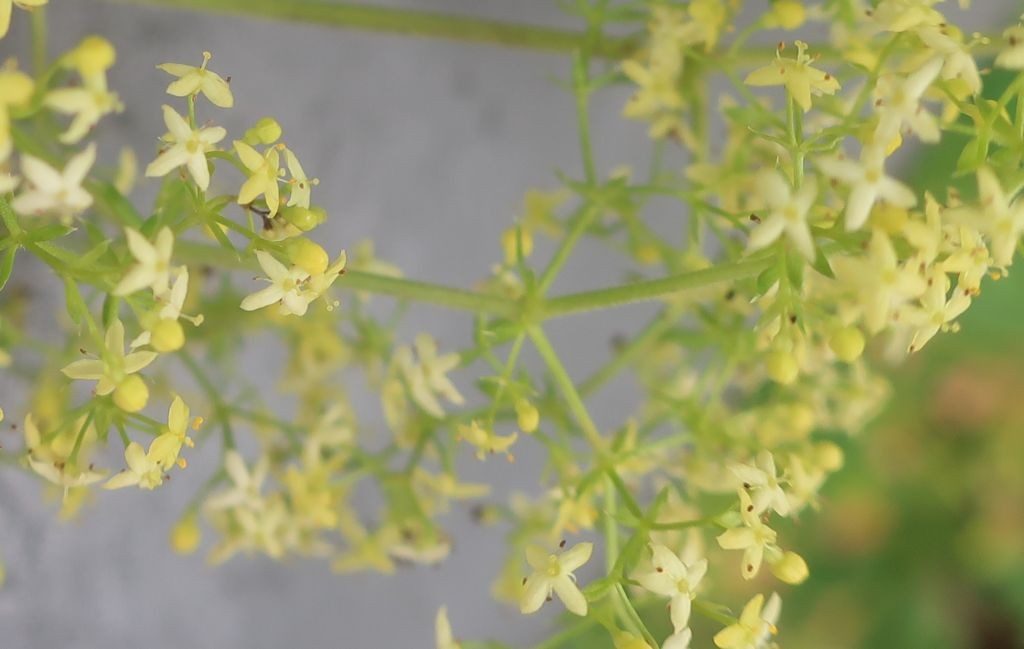 Galium 3_2024-07-05.jpg