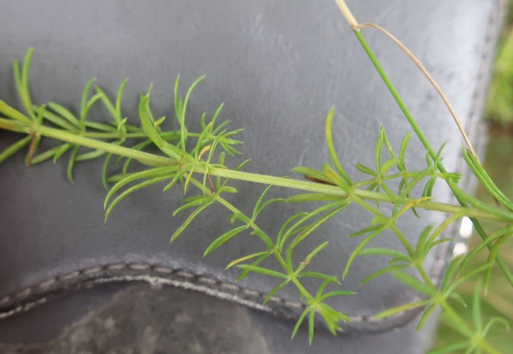 Galium 4_2024-07-05.jpg