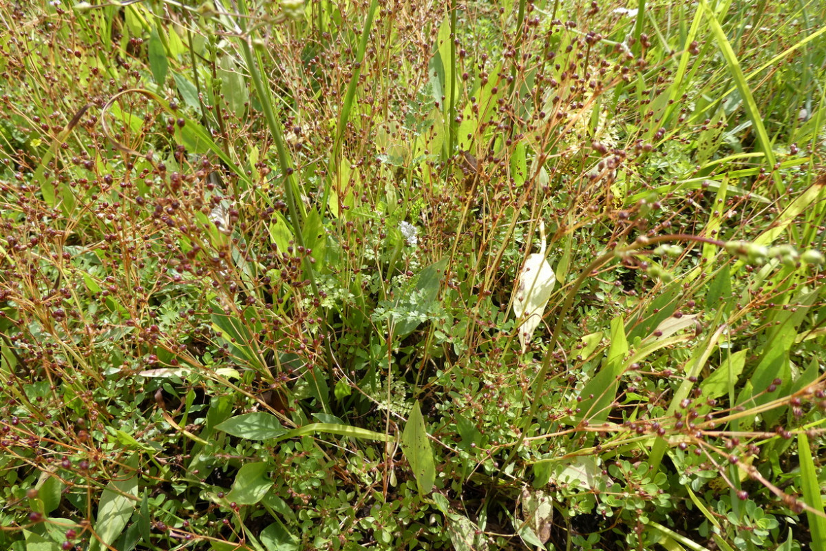 Juncus tenageia 1.JPG