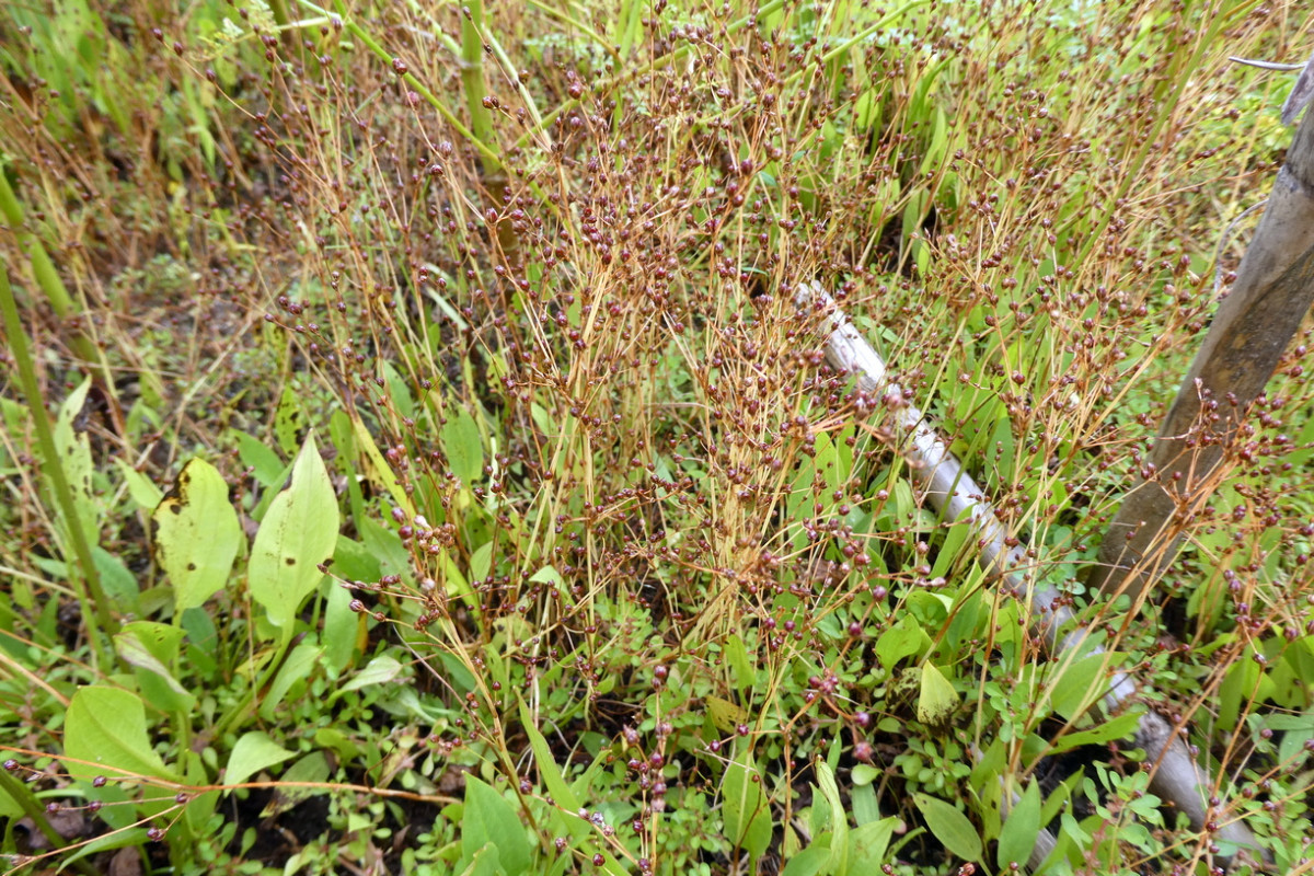 Juncus tenageia 2.JPG