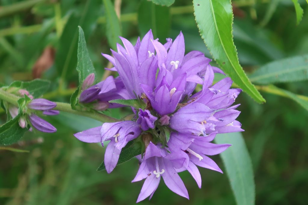 Mit der Büschel-Glockenblume und der Nesselblättrigen Glockenblume sind nun auch die letzten Glockenblumen des Jahres aufgeblüht, seufz ...