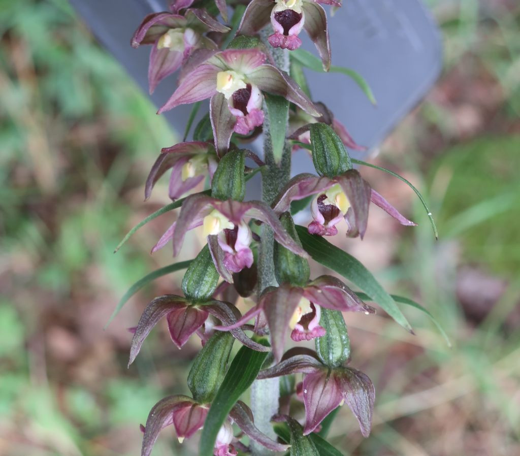 Die einzige Orchidee der Tour, aber die gab es reichlich.