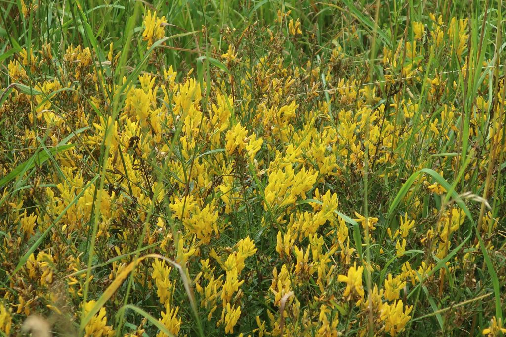 Teils in Wiesen, teils an Böschungen am Wegrand blühte der Färber-Ginster.