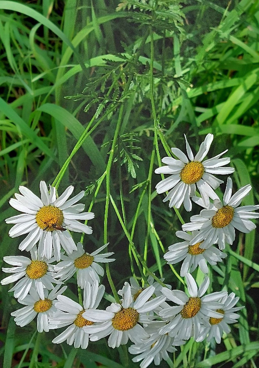 Die Straußblütige Wucherblume ist am Obermain häufig im Sommerflor vertreten.