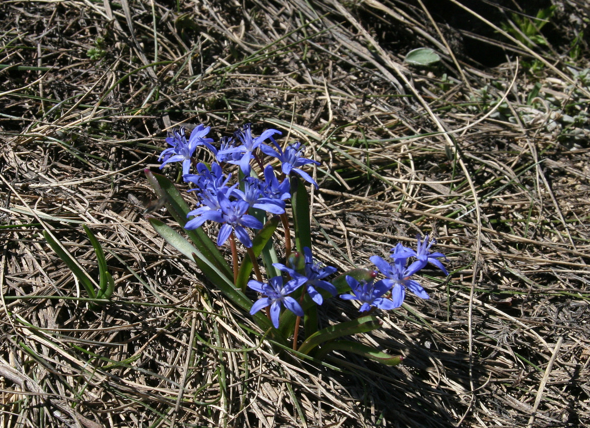 Scilla subnivalis 01.JPG