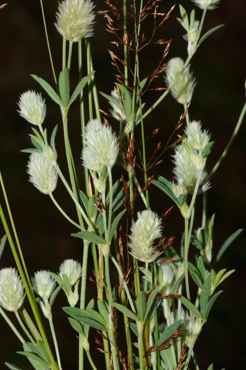 Trifolium arvense Albino SchönebeckElbe A02.jpg