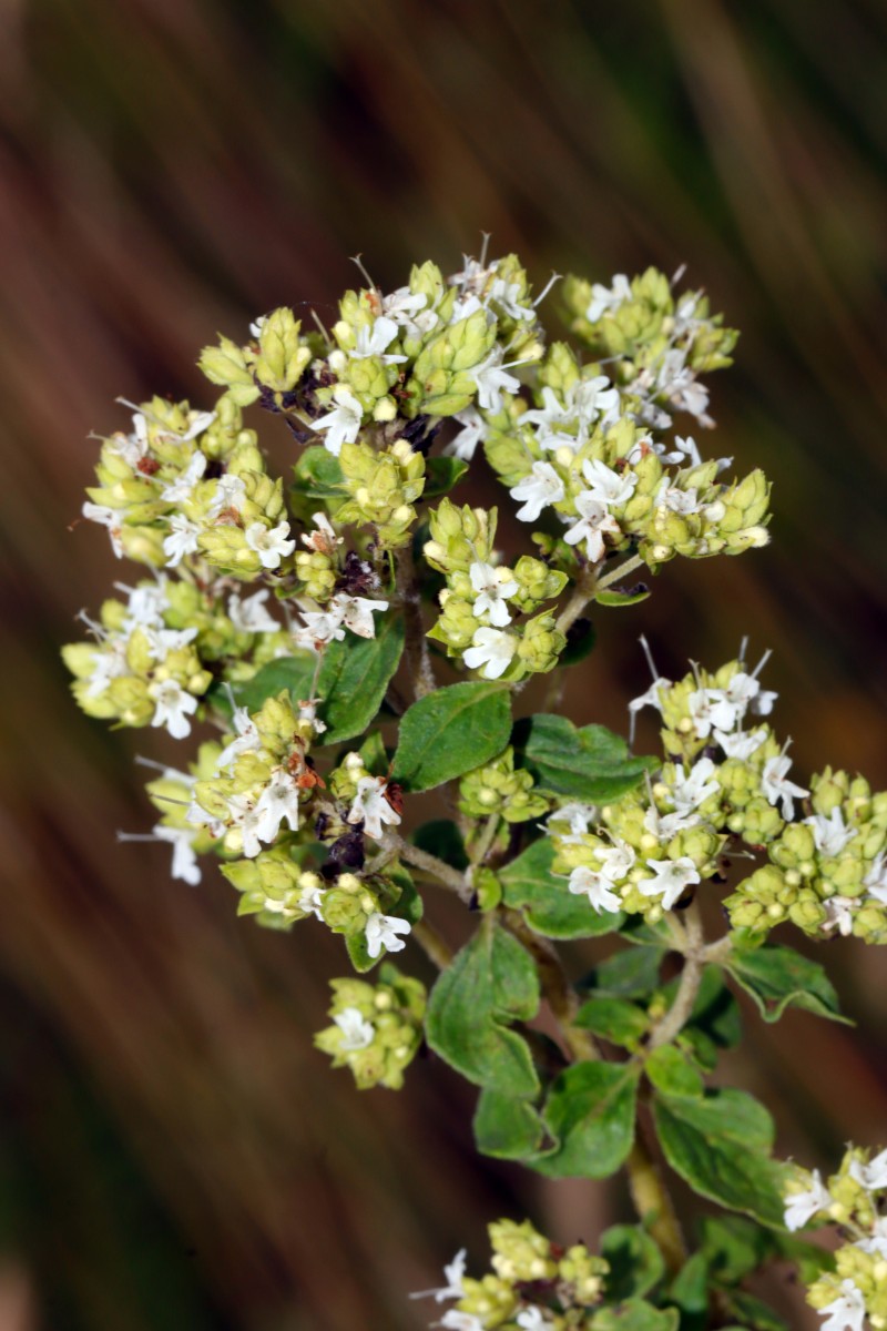 Origanum vulgare Albino Perleberg SchwarzerWeg A01.jpg