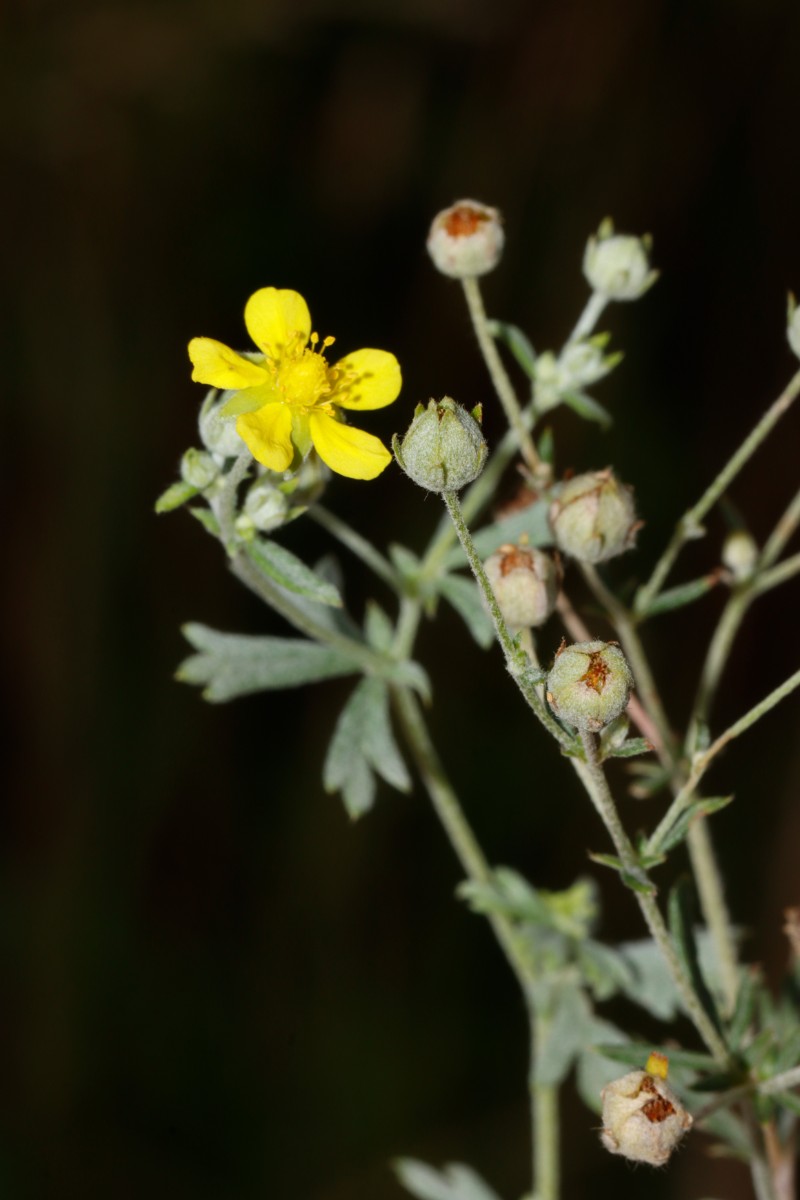 Potentilla neglecta Perleberg SchwarzerWeg A04.jpg