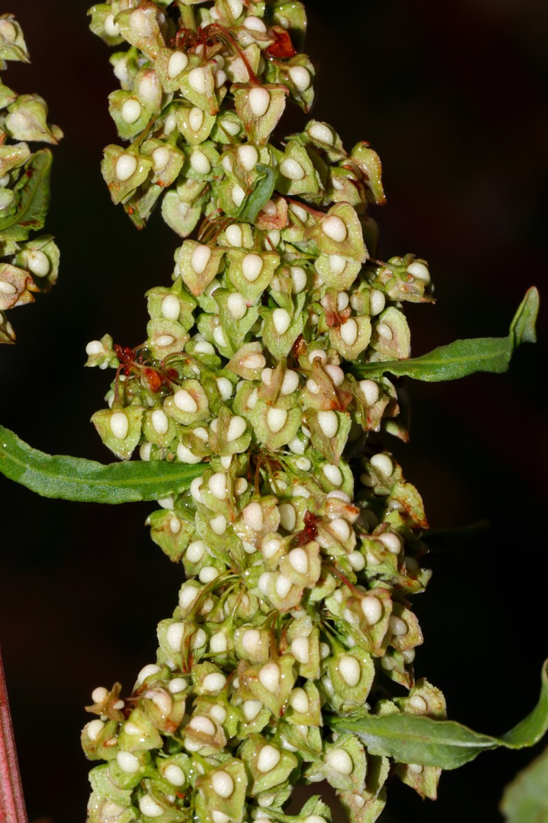 Rumex patientia Schweinfurt Hafen A01.jpg
