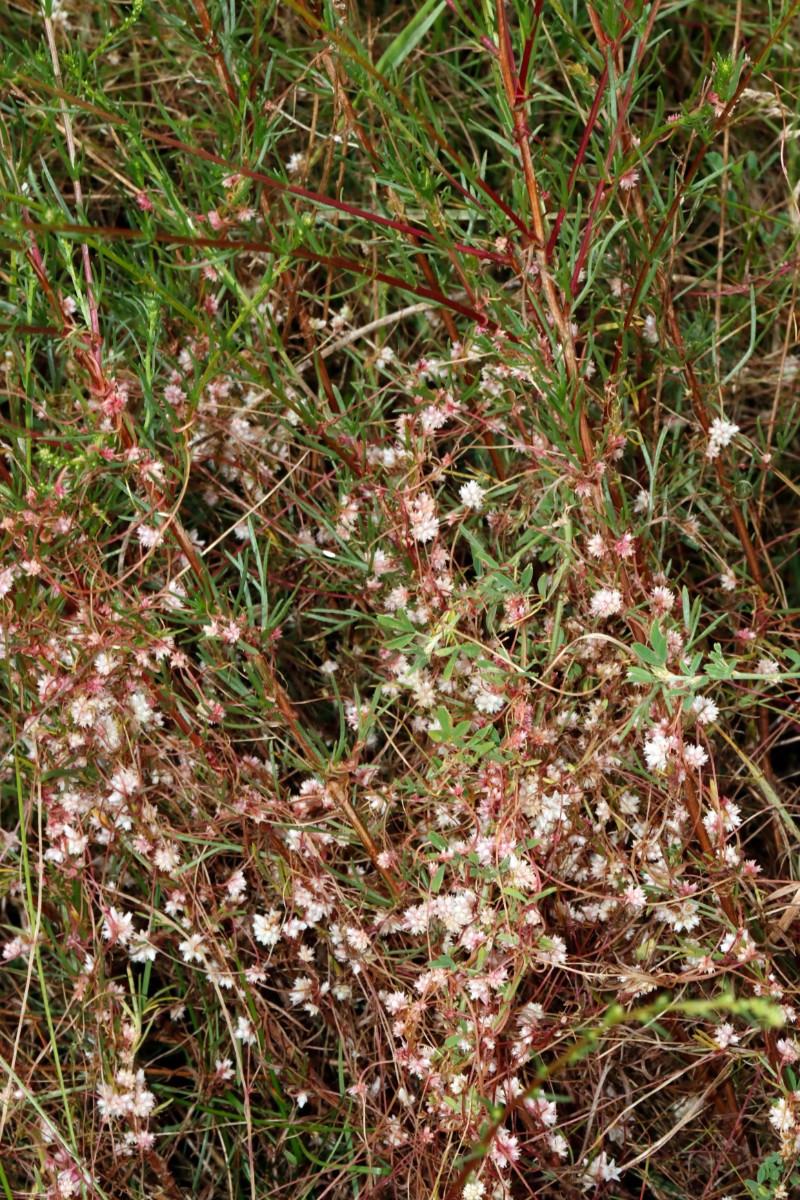 Cuscuta epithymum Spatenberge Hemleben A08.jpg