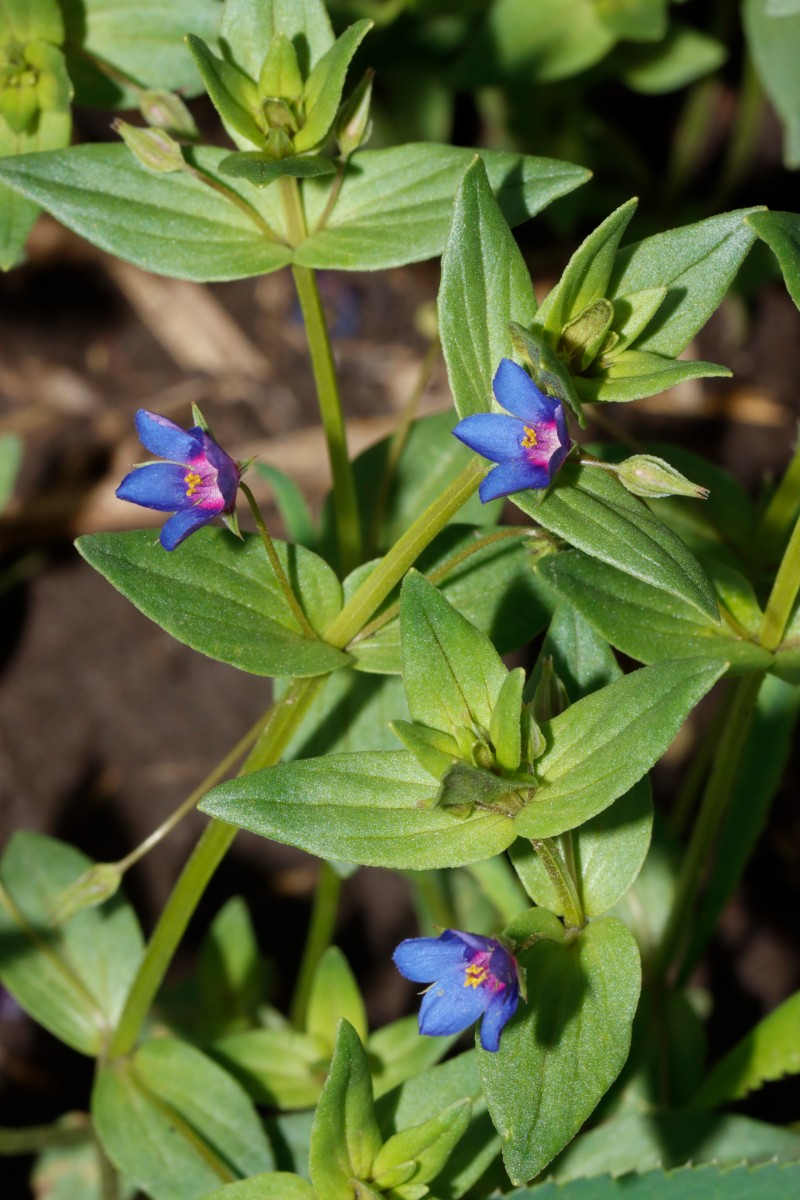 Anagallis foemina Spatenberge Hemleben A03.jpg