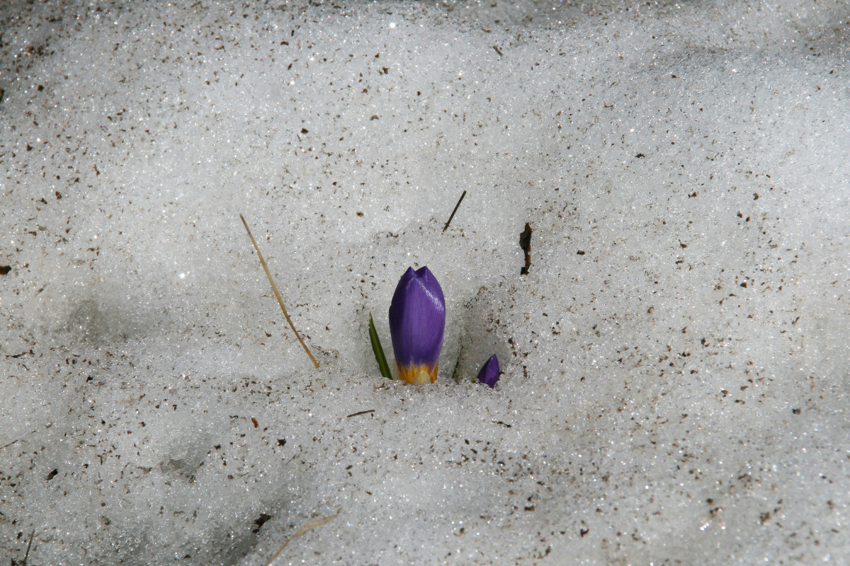 Crocus nivalis 06.JPG