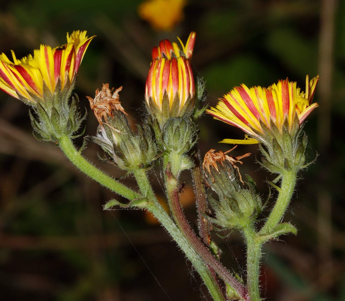 Picris hieracioides rot SchönebeckElbe A02.jpg