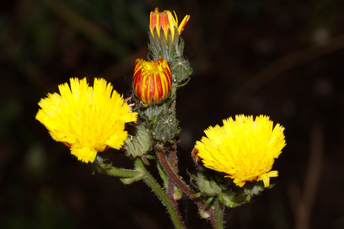 Picris hieracioides rot SchönebeckElbe A04.jpg