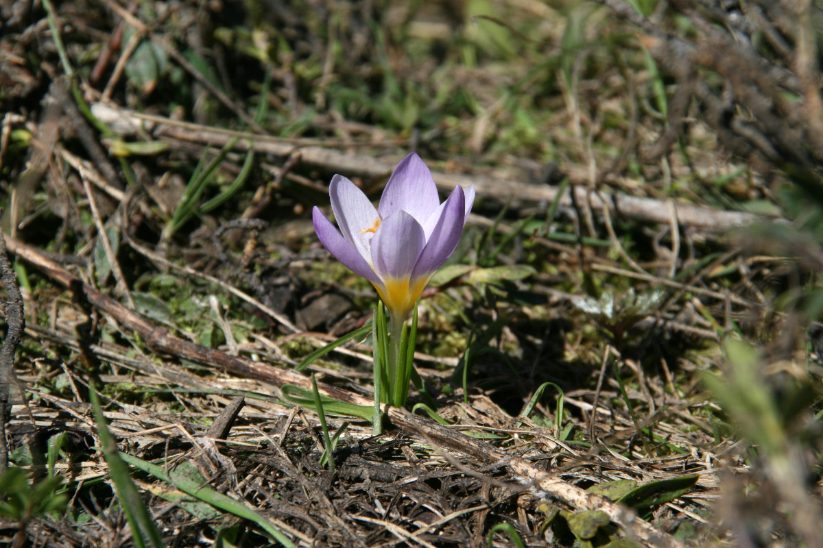 Crocus nivalis 01.JPG