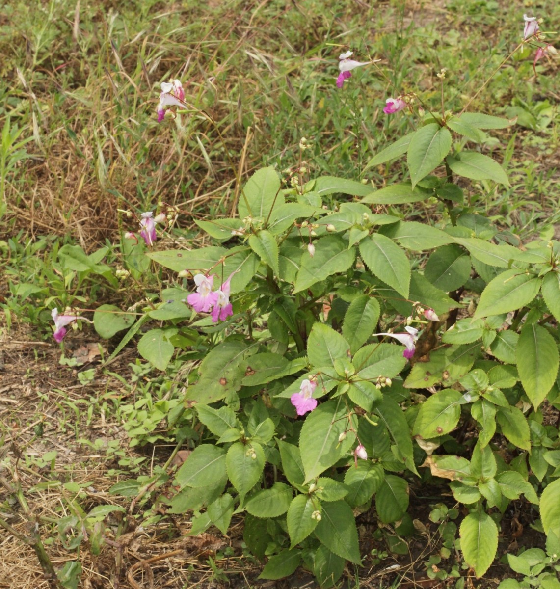 IMG_8094.JPG