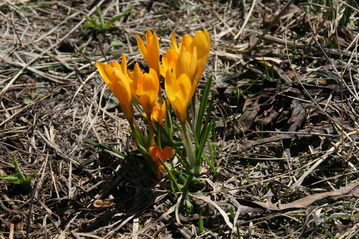 Crocus olivieri 16.JPG