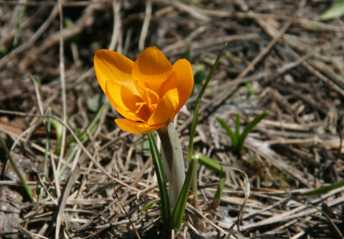 Crocus olivieri 20.JPG