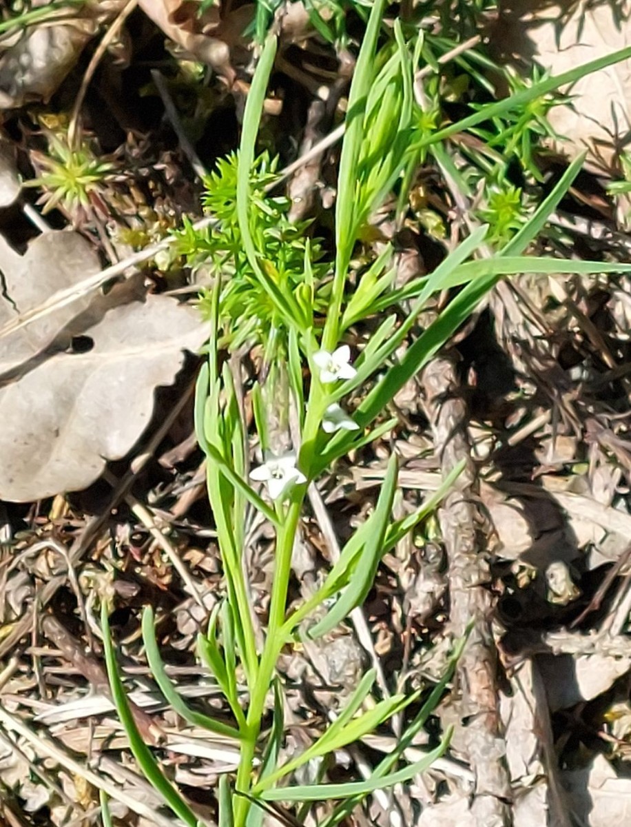 Thesium Wojaleite 1_2024-07-06.jpg