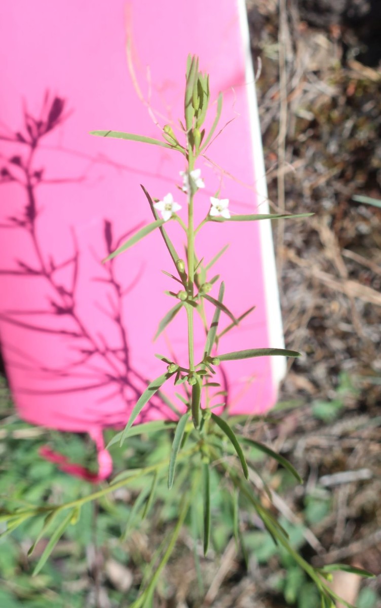 Thesium Wojaleite 2_2024-07-06.jpg