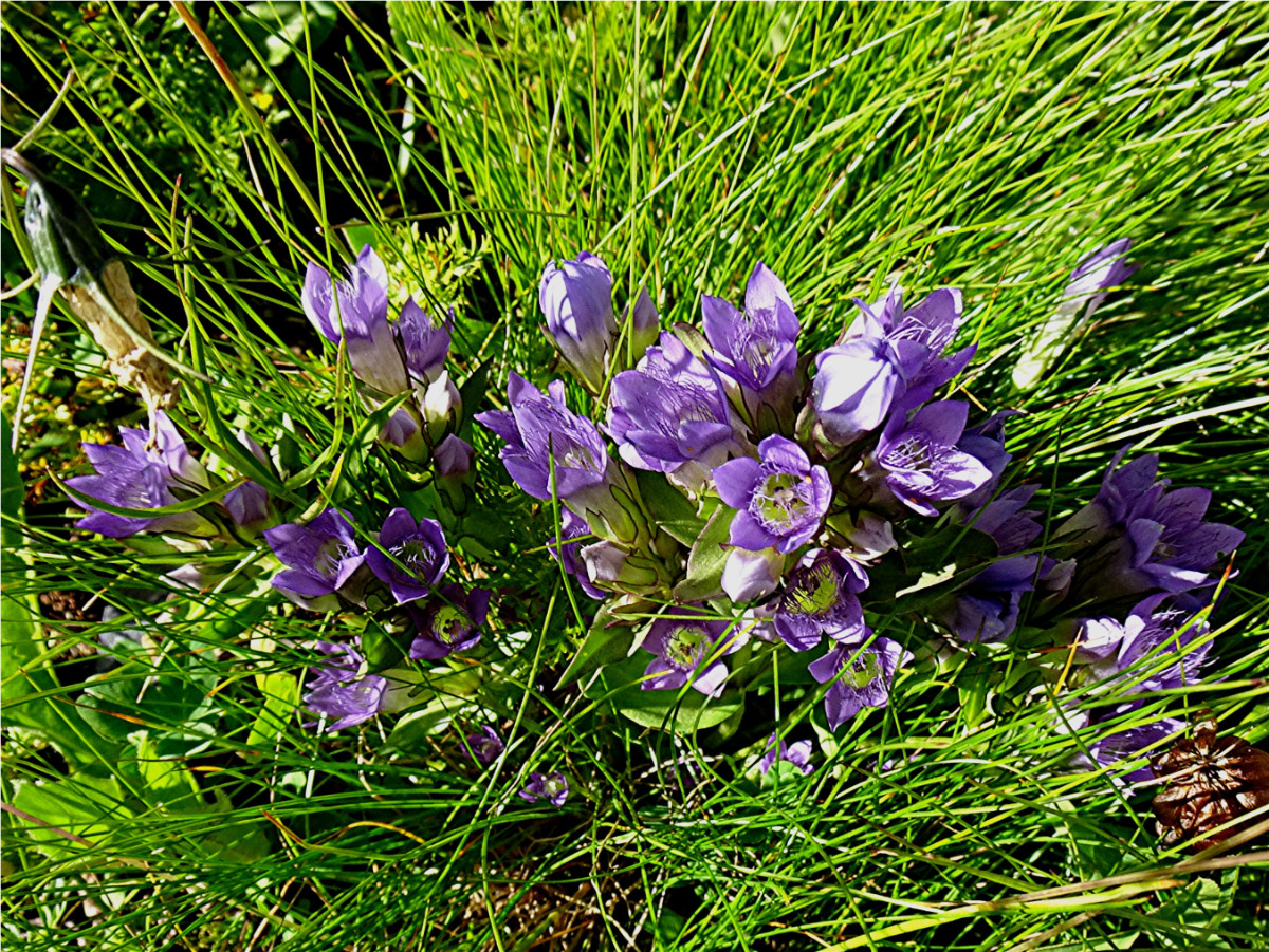 DSC05068 Ausschnit, Helligkeit, Schärfe.JPG
