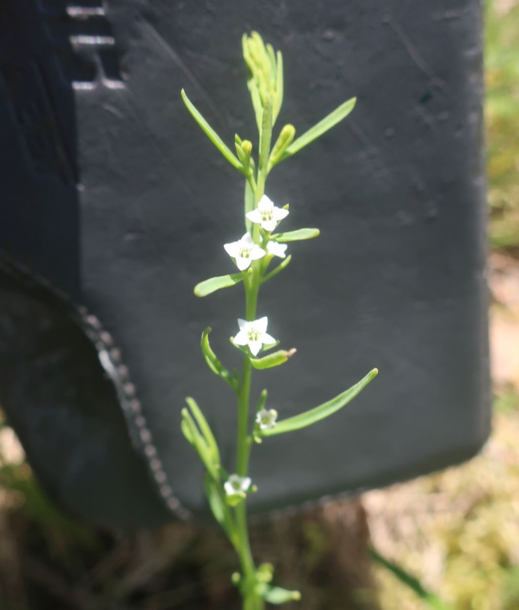 Thesium Wojaleite 4_2024-07-06.jpg