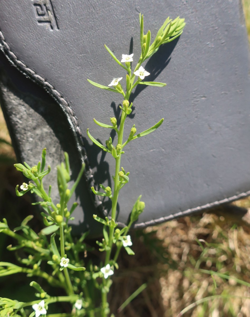 Thesium Wojaleite 5_2024-07-06.jpg