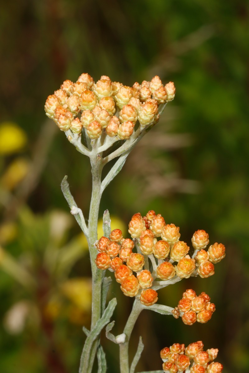 Helichrysum arenarium var aurantiacum Heiligengrabe BB Industiriegebiet A02.jpg