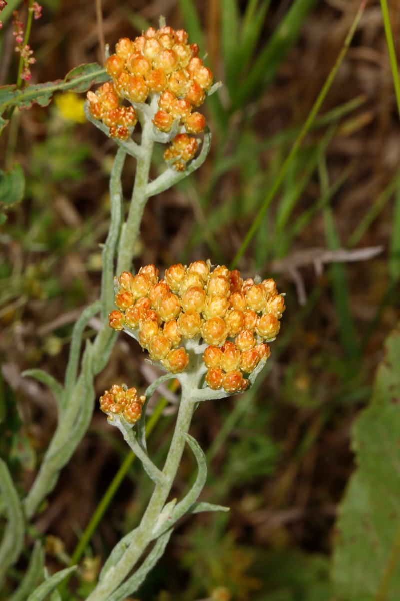 Helichrysum arenarium var aurantiacum Heiligengrabe BB Industiriegebiet A06.jpg