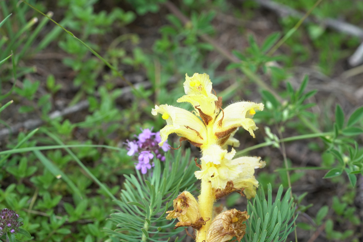 DSC09559.JPG