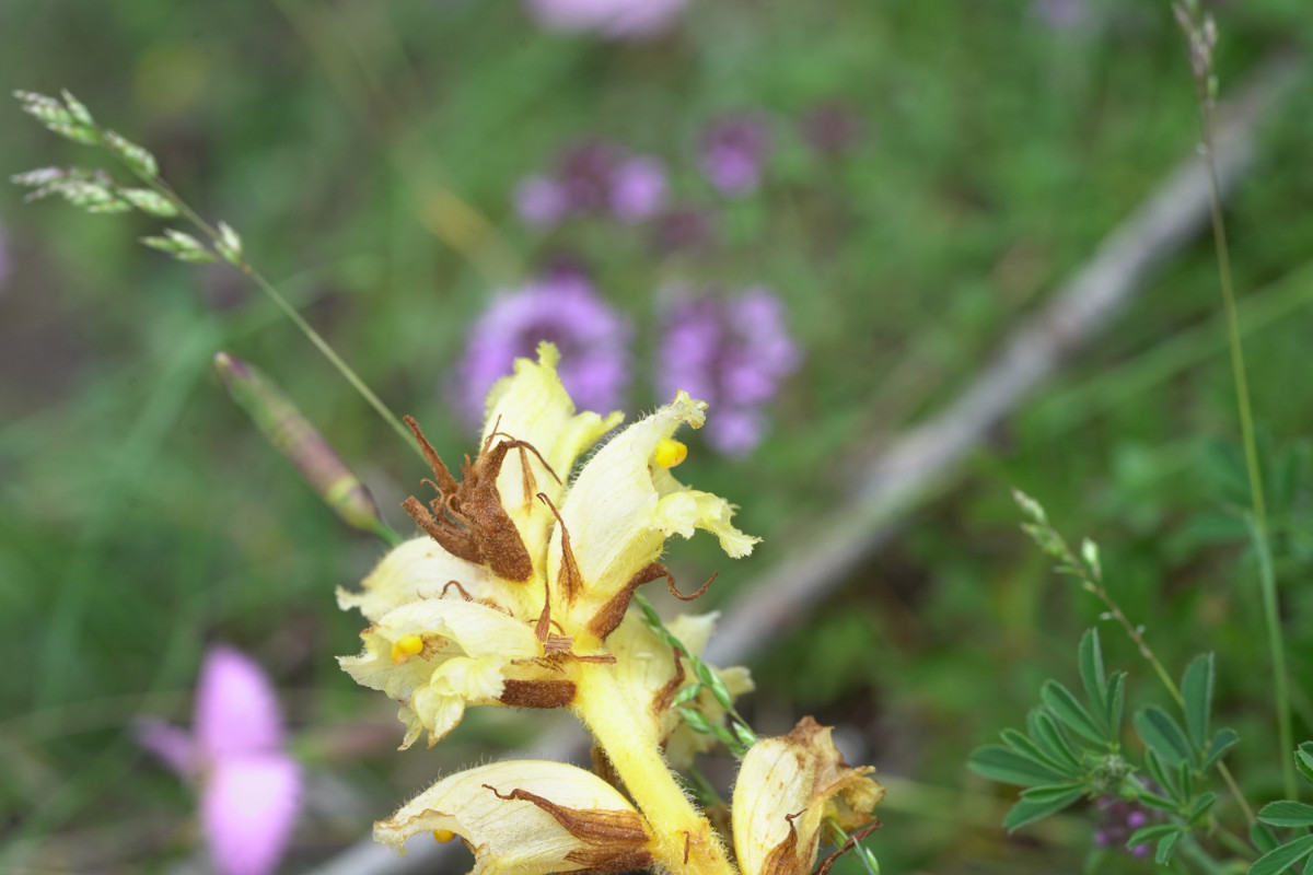 DSC09572.JPG