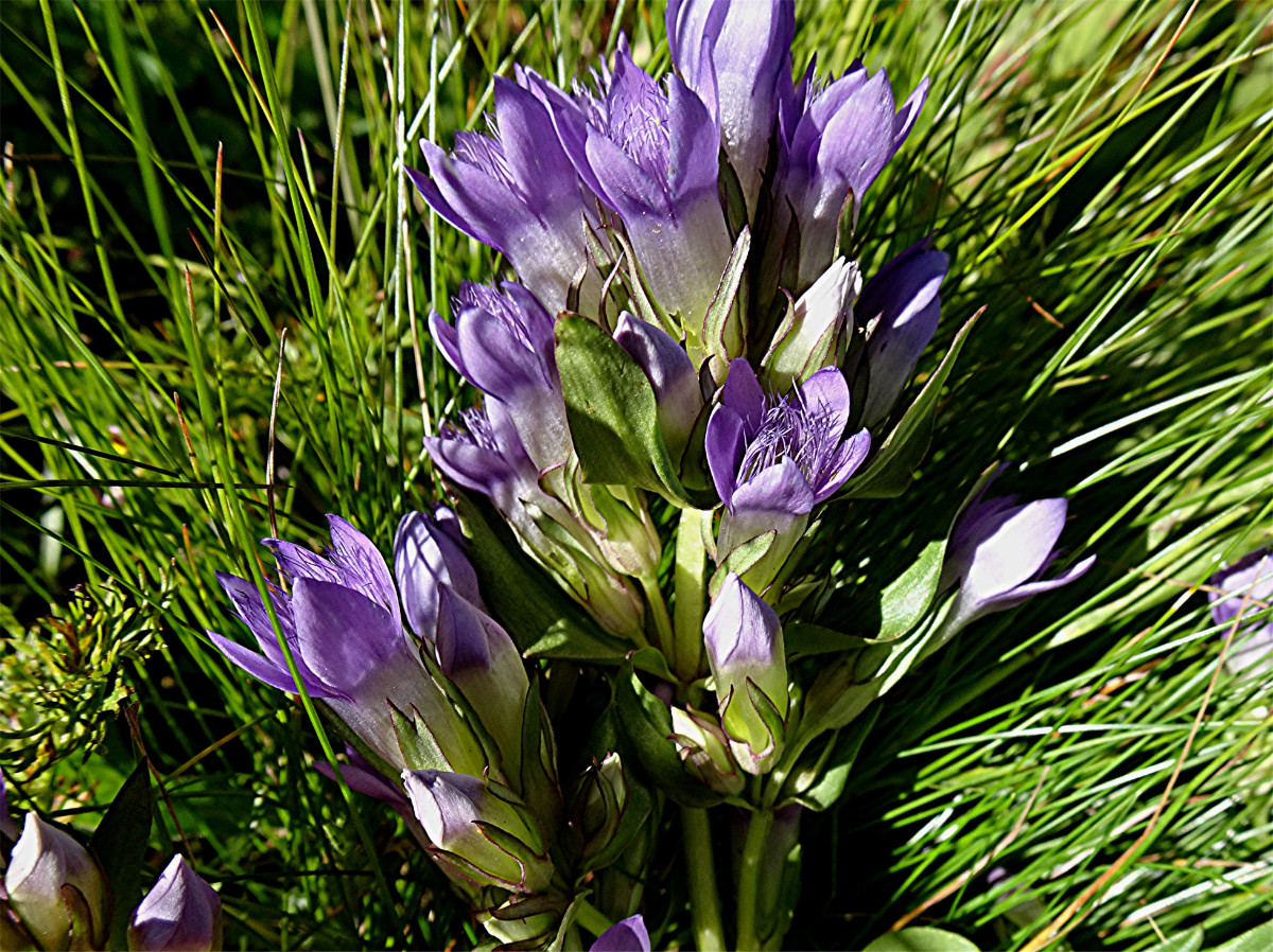 DSC05070 Ausschnitt, Helligkeit, Schärfe.JPG