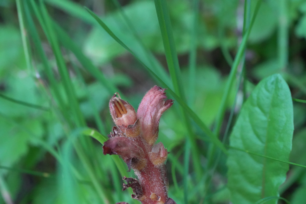 DSC09663.JPG