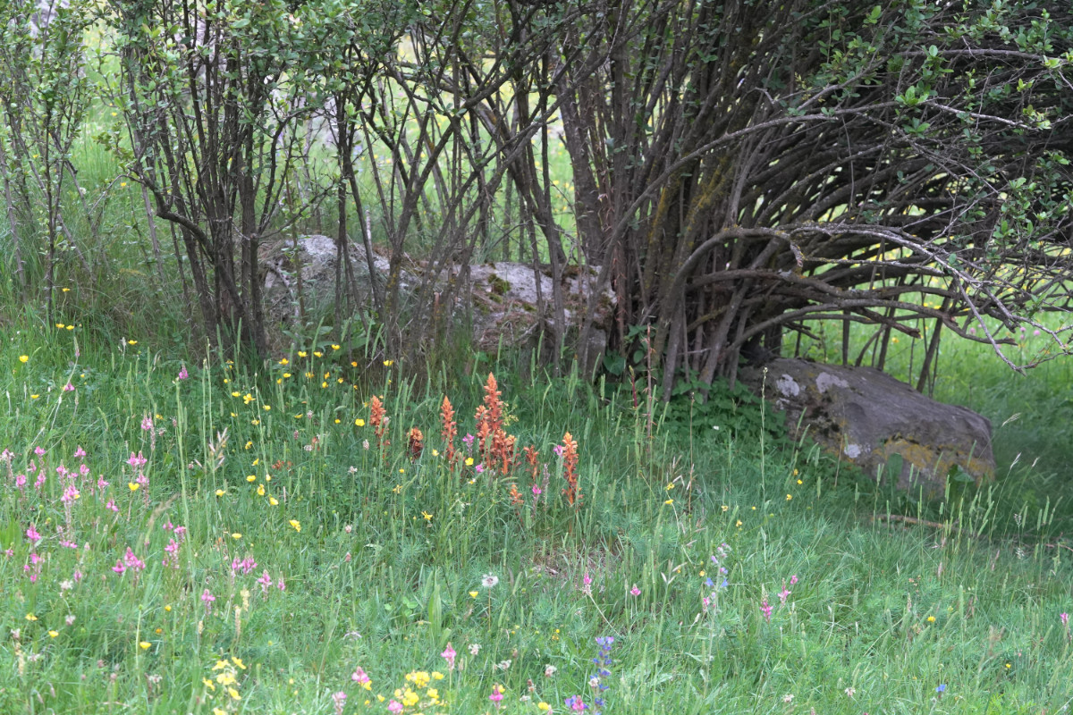 DSC09601.JPG