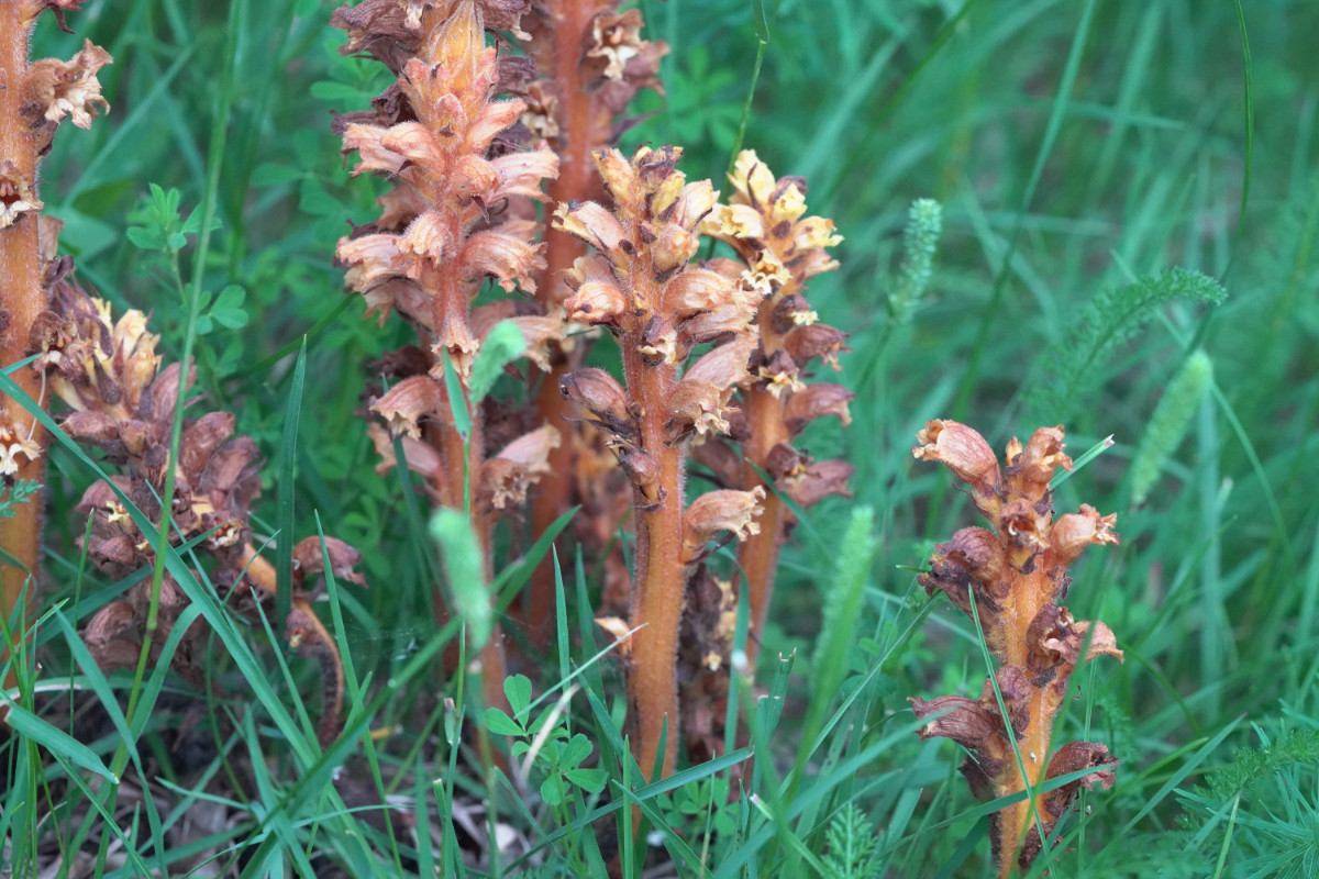 DSC09610.JPG