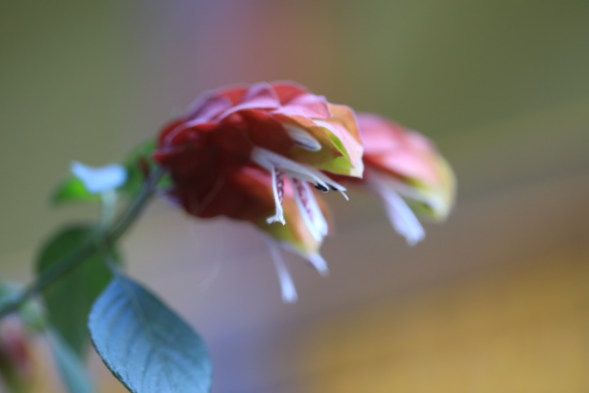 4Q4A0286.JPG