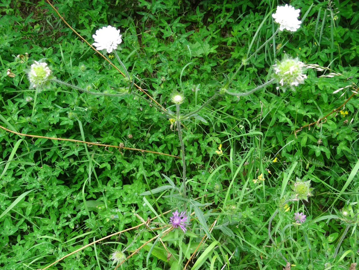 a21_1_Knautia arvensis.jpg