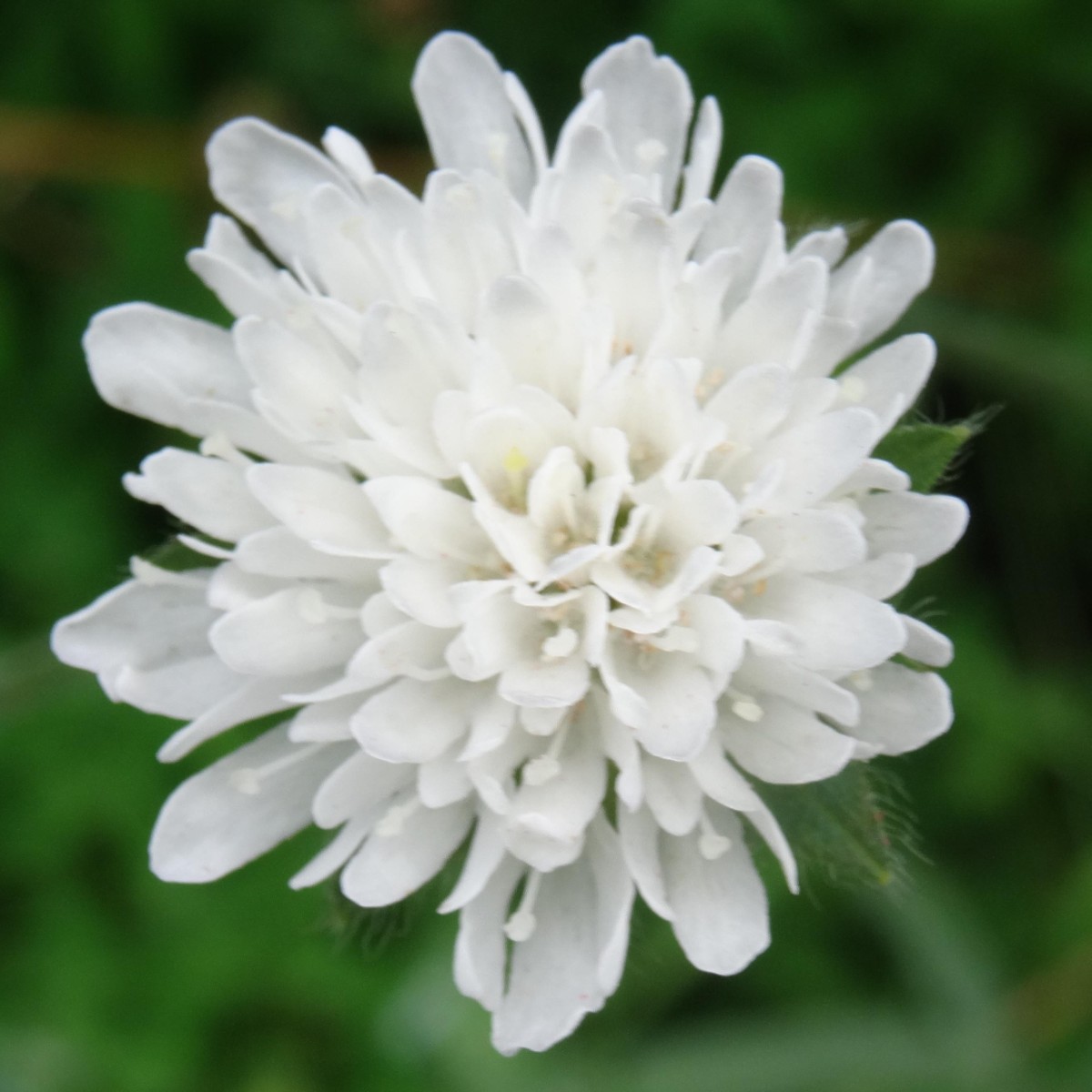 a21_2_Knautia arvensis.jpg