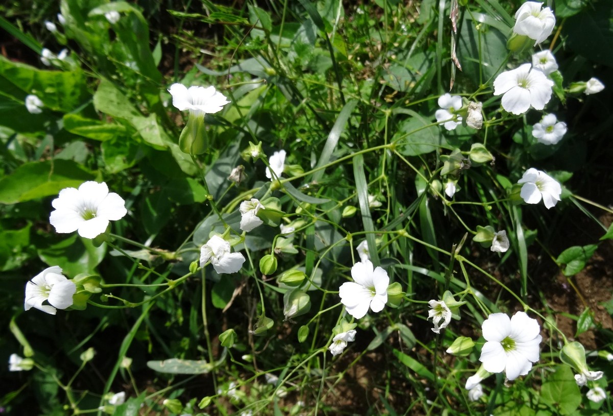 a22_1 Vaccaria hispanica.JPG