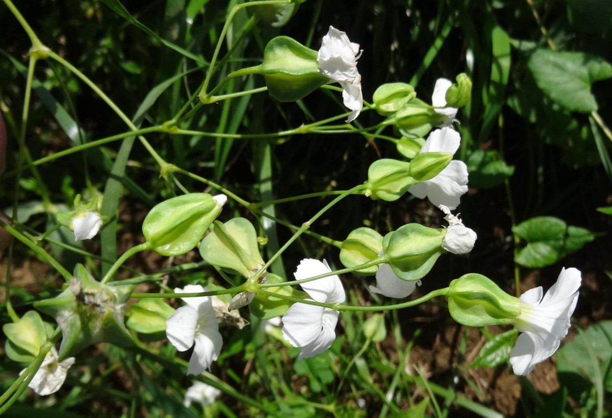 a22_2 Vaccaria hispanica.JPG
