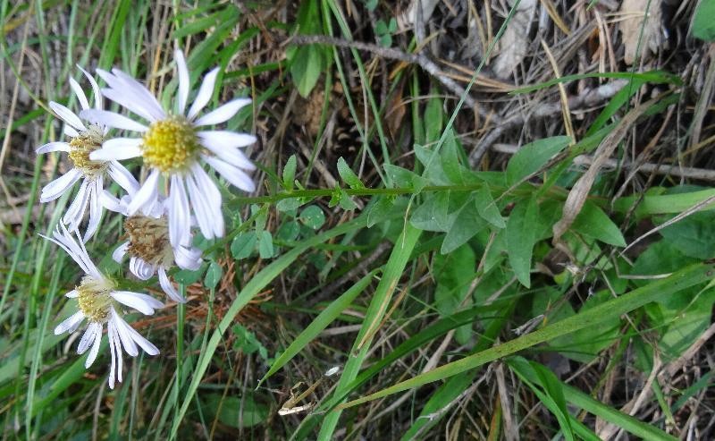 a23_Aster amellus.jpg