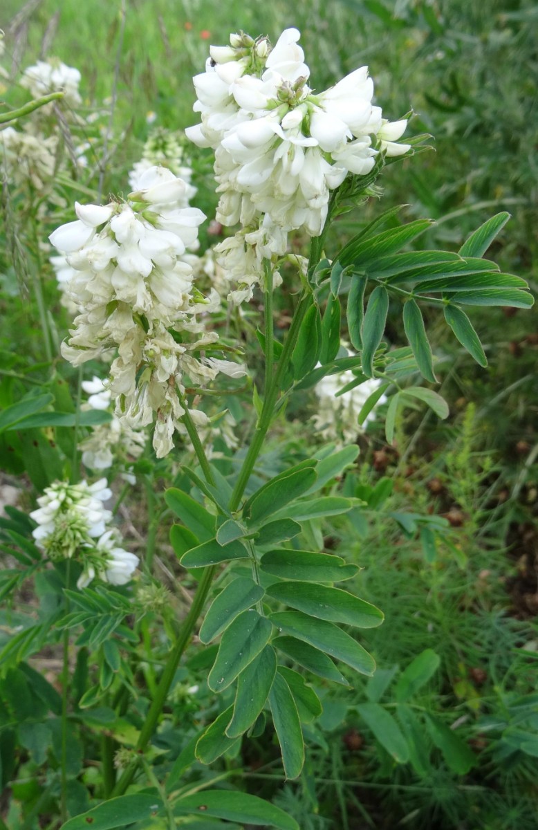a25_Galega officinalis.jpg