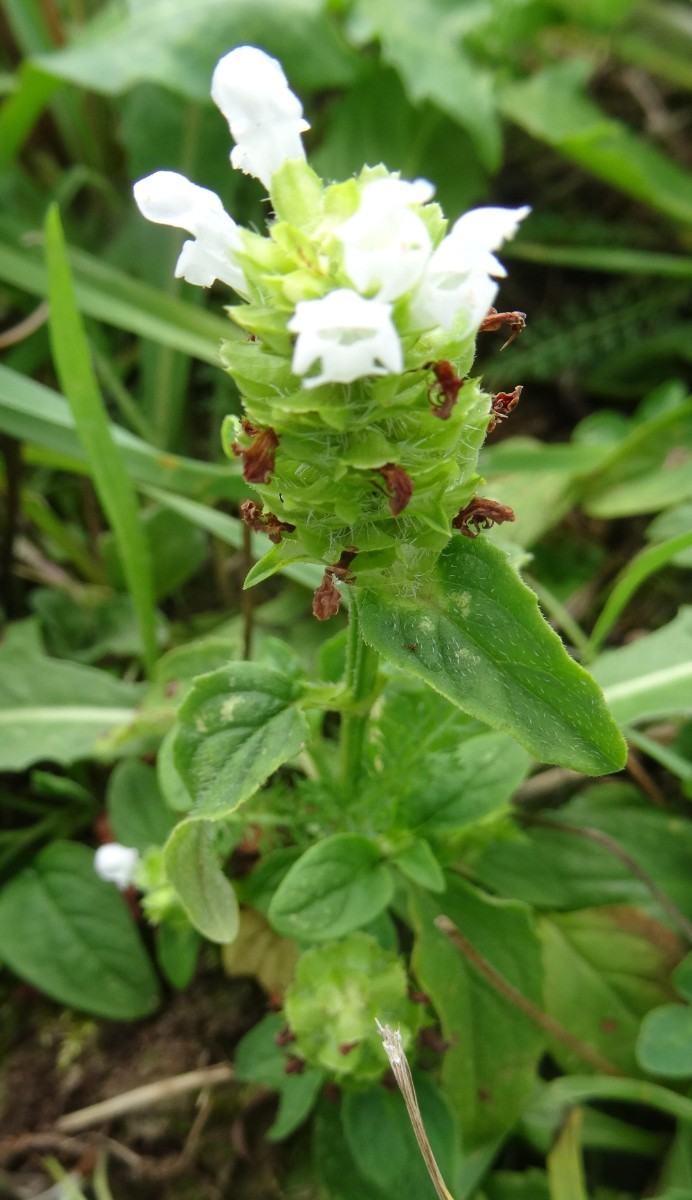 a26_1_Prunella vulgaris.jpg