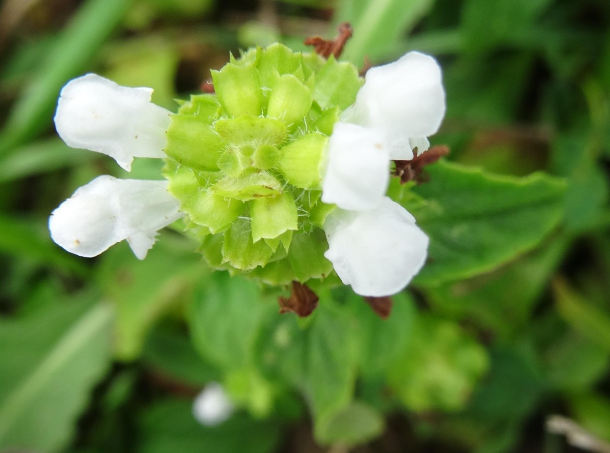 a26_2_Prunella vulgaris.jpg